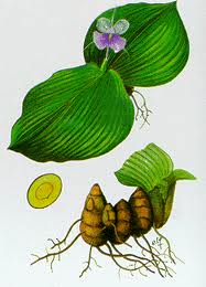 Kaempferia galanga L
